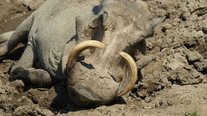 Warzenschwein Pumbaa, ZOOM Erlebniswelt, Gelsenkirchen