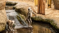Languren, ZOOM Erlebniswelt, Gelsenkirchen