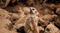Erdmännchen Timon, ZOOM Erlebniswelt, Gelsenkirchen