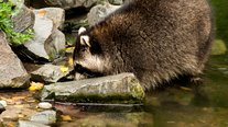 Waschbär, ZOOM Erlebniswelt, Gelsenkirchen