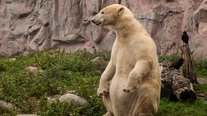 Eisbär, ZOOM Erlebniswelt, Gelsenkirchen