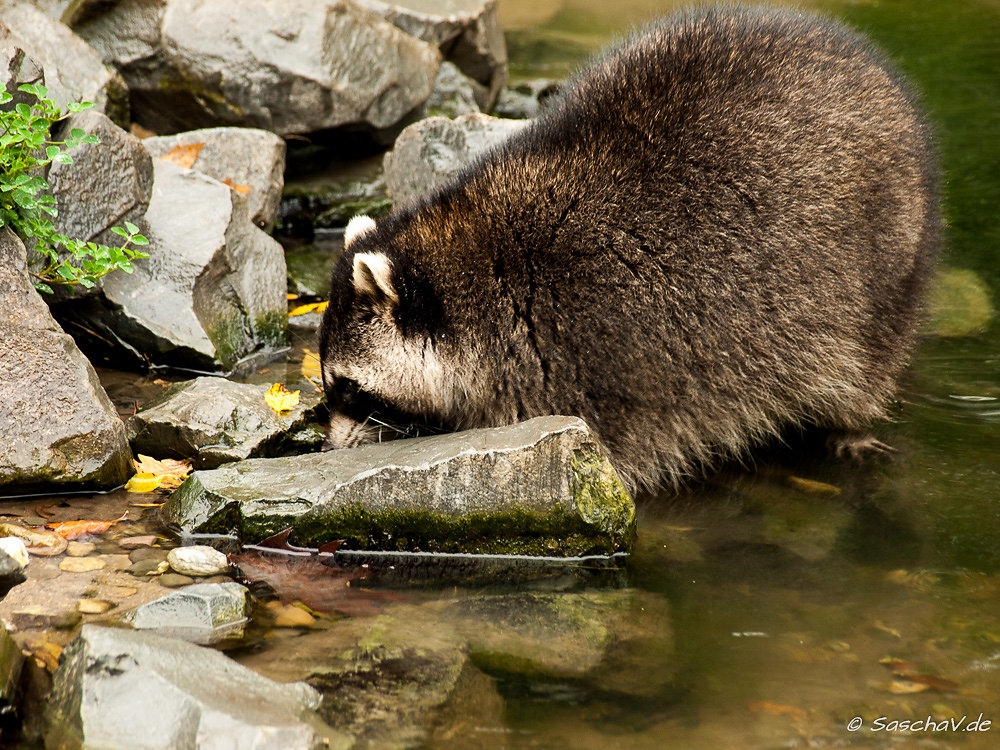 Wasch! Bär