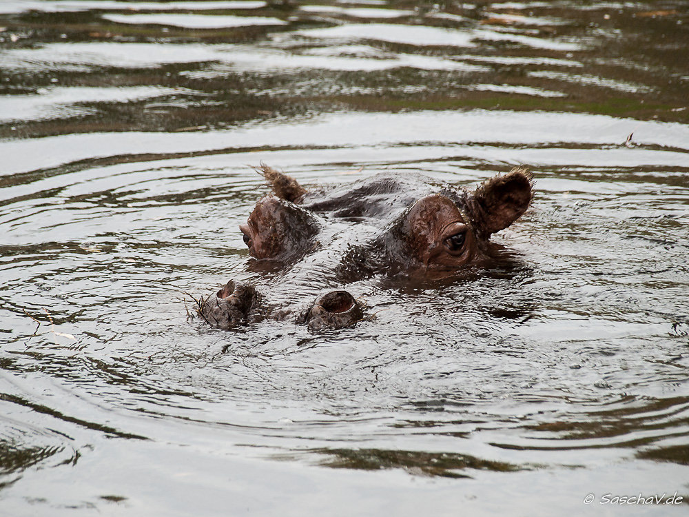 Happy Hippo